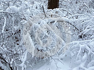 Snowy Laden Branches in Winter in January