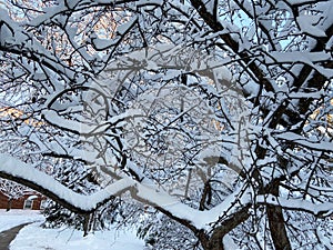 Snowy Laden Branches in Winter in January