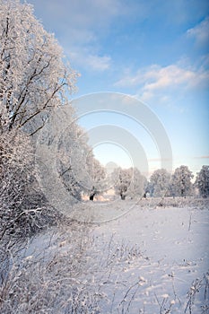 Snowy landscape