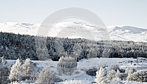 Snowy landscape