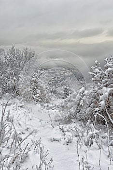 Snowy landscape