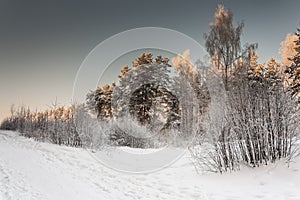 Snowy landscape