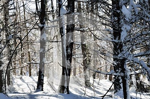 Snowy landscape