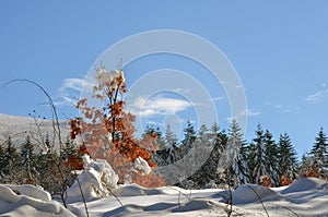 Snowy landscape