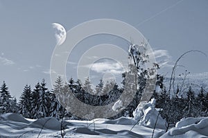 Snowy landscape