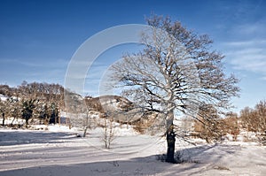 Snowy landscape