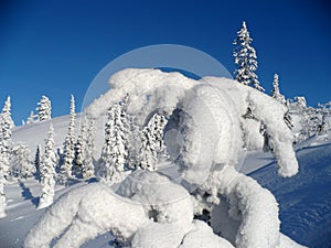 Snowy landscape