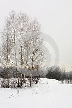 Snowy landscape with birches and footprints in the snow