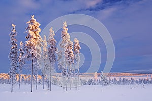 Snowy landscape in Finnish Lapland in winter at sunset