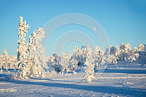 Snowy landscape, frozen trees in winter in Saariselka, Lapland Finland photo