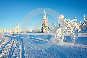 Snowy landscape, frozen trees in winter in Saariselka, Lapland Finland photo