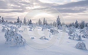 Snowy landscape with frozen trees in winter season, Saariselka, Lapland, Finland. photo