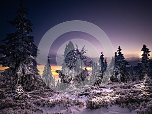 Snowy landscape with on a mounatin range with spruce covered with snow and rime sortly before sunset