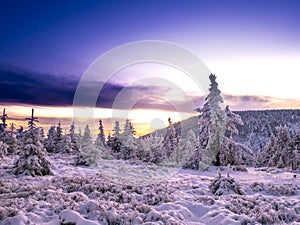 Snowy landscape with on a mounatin range with spruce covered with snow and rime sortly before sunset