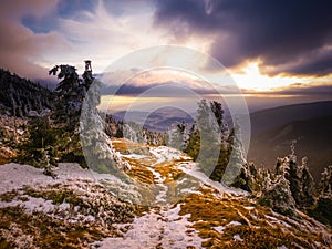 Snowy landscape on a mounatin range with spruce covered with snow and rime sortly before sunset