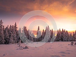 Snowy landscape on a mounatin range with spruce trees covered with snow and rime shortly before sunset