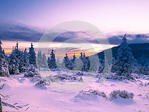 Snowy landscape on a mounatin range with spruce trees covered with snow and rime shortly before sunset