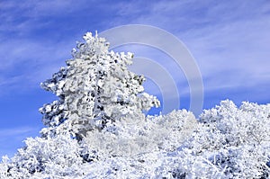 Nevado países de 