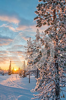 Snowy landscape at sunset, frozen trees in winter in Saariselka, Lapland Finland photo