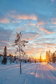 Snowy landscape at sunset, frozen trees in winter in Saariselka, Lapland Finland