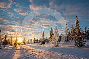 Snowy landscape at sunset, frozen trees in winter in Saariselka, Lapland Finland photo
