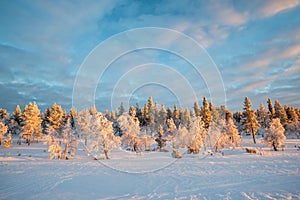 Snowy landscape at sunset, pink light, frozen trees in winter in Saariselka, Lapland Finland