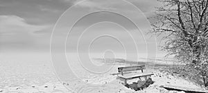 snowy landscape with a wooden bench and a mature tree on the edge of the field  white snow  winter nature  black and white