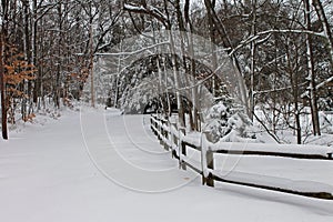 Snowy Lane in Woods