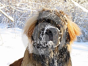 Snowy Leo