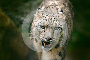 Snowy leopard. Face portrait of snow leopard with green vegation, Kashmir, India. Wildlife scene from Asia. Detail portrait of bea