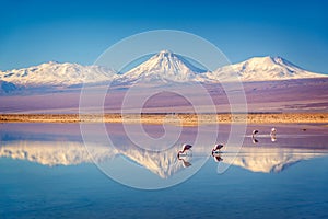 Snowy Licancabur volcano in Andes montains reflecting in the wate of Laguna Chaxa with Andean flamingos, Atacama salar Chile