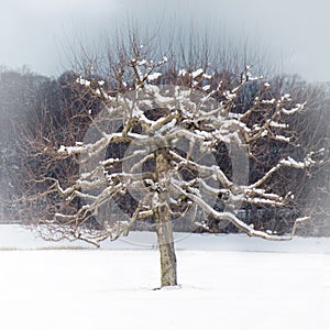 Snowy Little Tree in Winter Snow