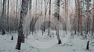 Snowy and Magical Forest in Winter. Walk Through the Winter Forest With Snow-Covered Trees on a Beautiful Frosty Morning