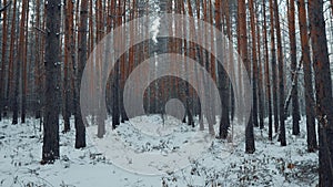 Snowy and Magical Pine Forest in Winter. Walk Through the Winter Forest With Snow-Covered Trees on a Beautiful Frosty