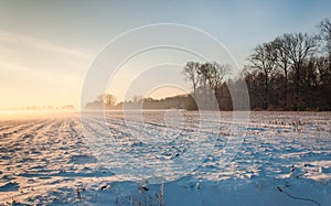 Snowy maize stubble field in low afternoon sunlight