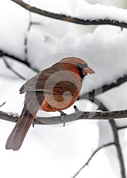 Snowy Male Cardinal Holding Seed