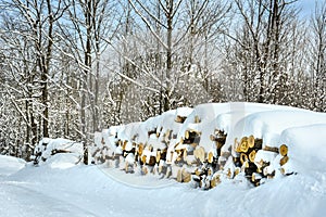 Snowy maple forest in winter