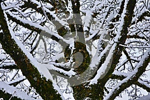 Snowy maple tree crown nature details in winter