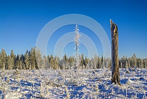 Snowy meadow