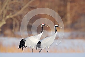 Snowy meadow, with dancing cranes, Hokkaido, Japan. Winter scene with snowflakes. Red-crowned cranes pair, breeding season