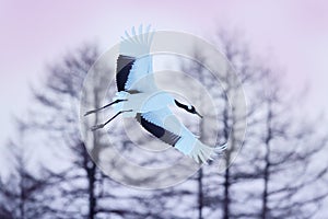 Snowy meadow, with dancing cranes, Hokkaido, Japan. Winter scene with snowflakes. Red-crowned cranes pair, breeding season