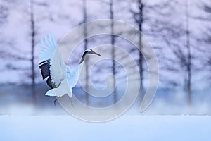 Snowy meadow, with dancing cranes, Hokkaido, Japan. Winter scene with snowflakes. Red-crowned cranes pair, breeding season