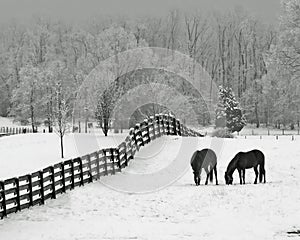 Snowy meadow & horses