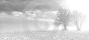 snowy meadow with mature tree on the edge  field in the background  black and white  winter landscape  background