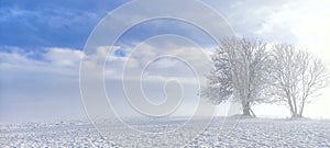 snowy meadow with mature tree on the edge  field in the background  white snow  blue sky  winter landscape  background