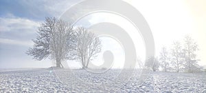 snowy meadow with mature tree on the edge  field in the background  white snow  blue sky  winter landscape  background