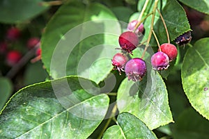 Snowy mespilus, Amelanchier ovalis