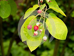 Snowy mespilus or juneberry, Amelanchier lamarkii, close up of small tree with red and white berries and green leaves, Netherlands