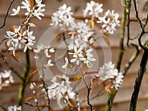 Snowy mespilus or juneberry, Amelanchier lamarkii, reddish brown leaves and white flowers in spring, Netherlands