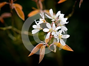 Snowy mespilus or juneberry, Amelanchier lamarkii, reddish brown leaves and white flowers in spring, Netherlands